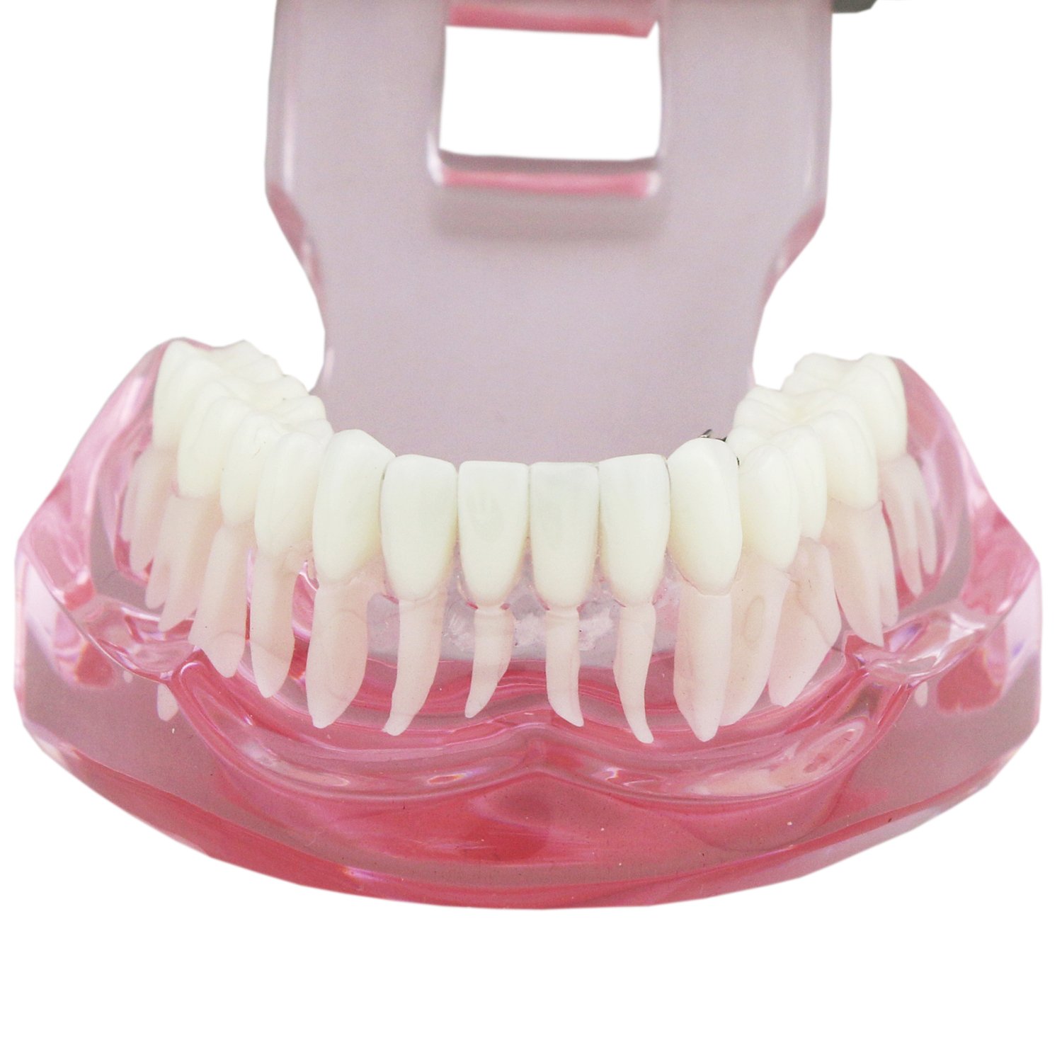 Amazon.co.jp: 歯科模型3004 歯の模型 舌側矯正展示模型